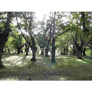 Click para ampliar. Pulsa en el nombre para ver la ficha. Carballera de Tragamón